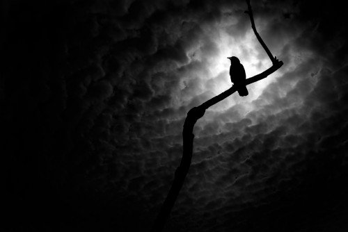 crow with light behind it and clouds black and white_28046275